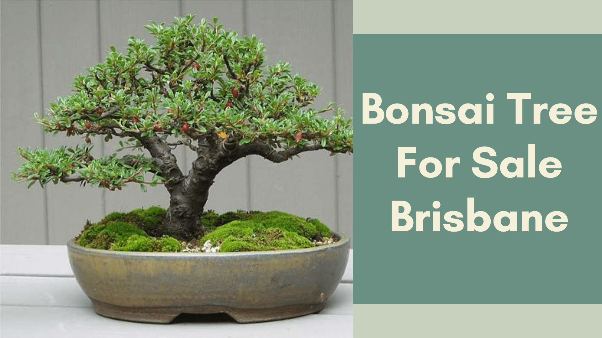 Bonsai Tree For Sale Brisbane The Bonsai Master