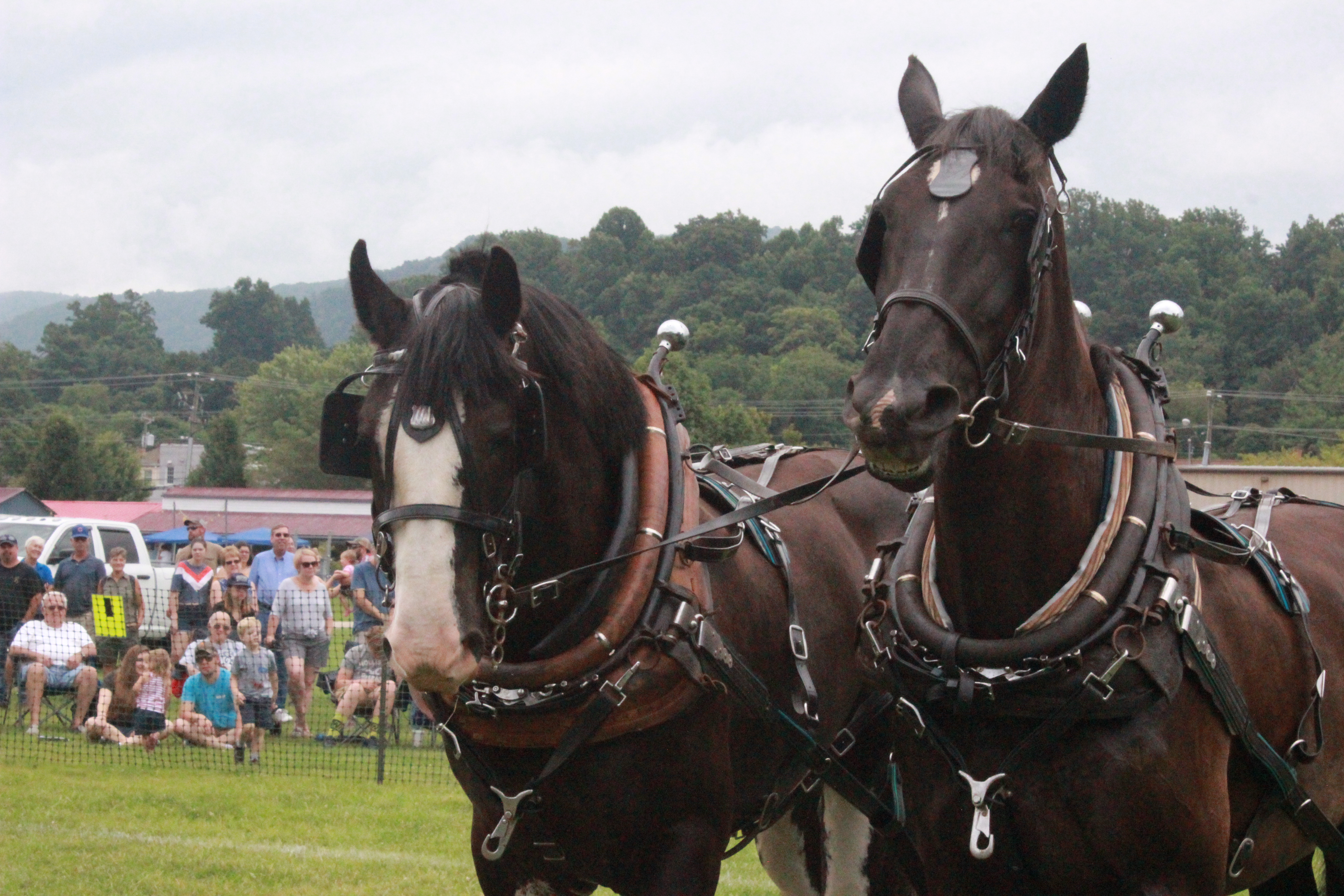 IMG_5080 The Botetourt Bee