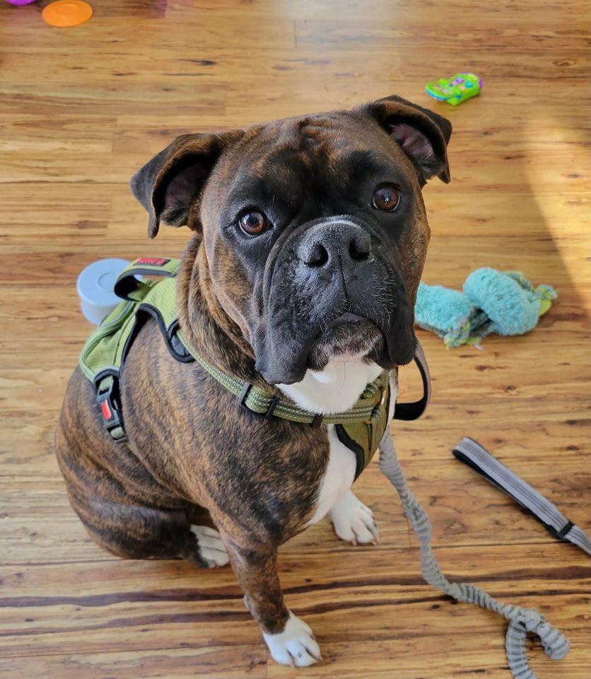 The Boxer Rescue, Inc. - Finding Boxers Homes Since 2010