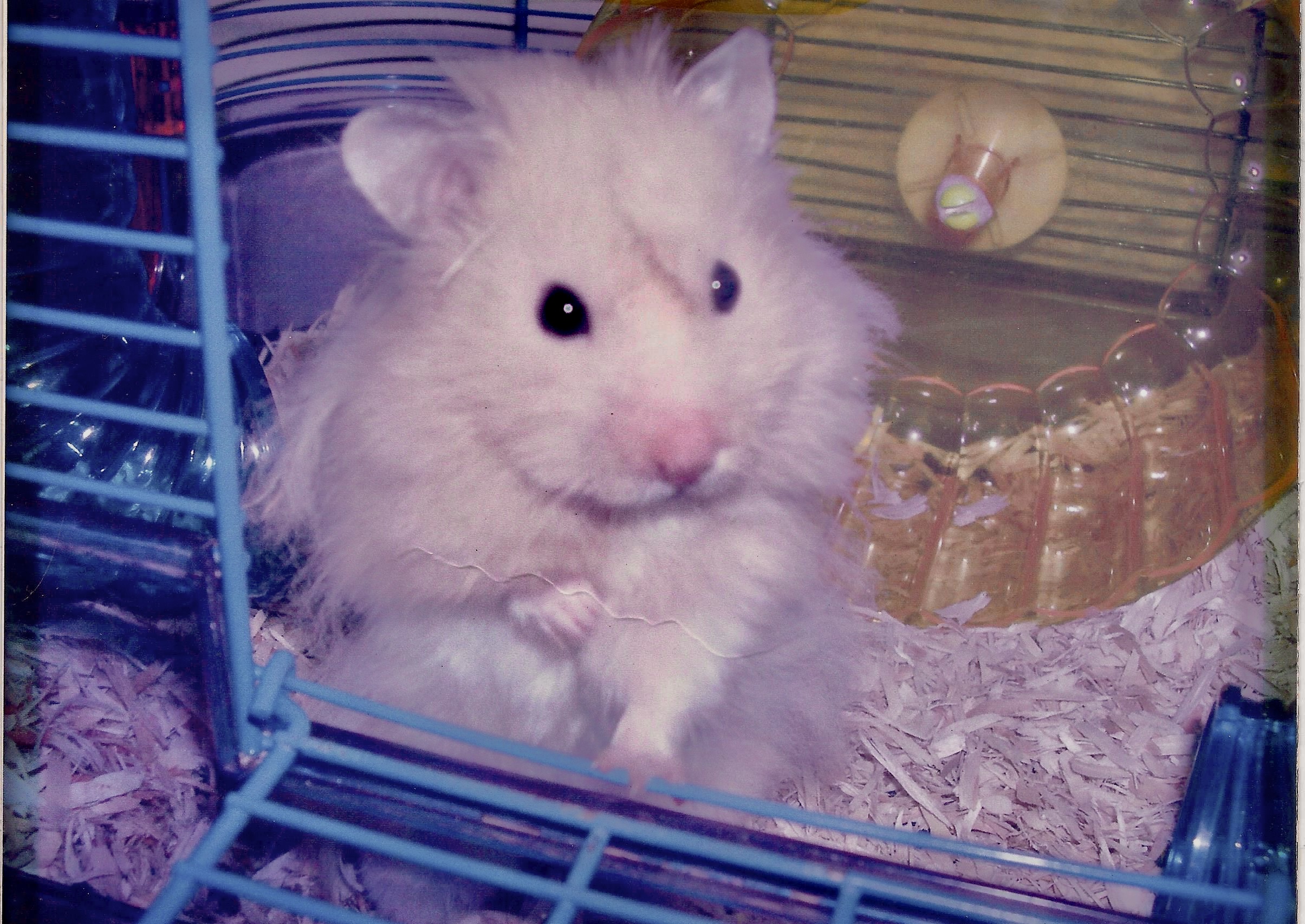 The Easter Hamster The Boy Monk