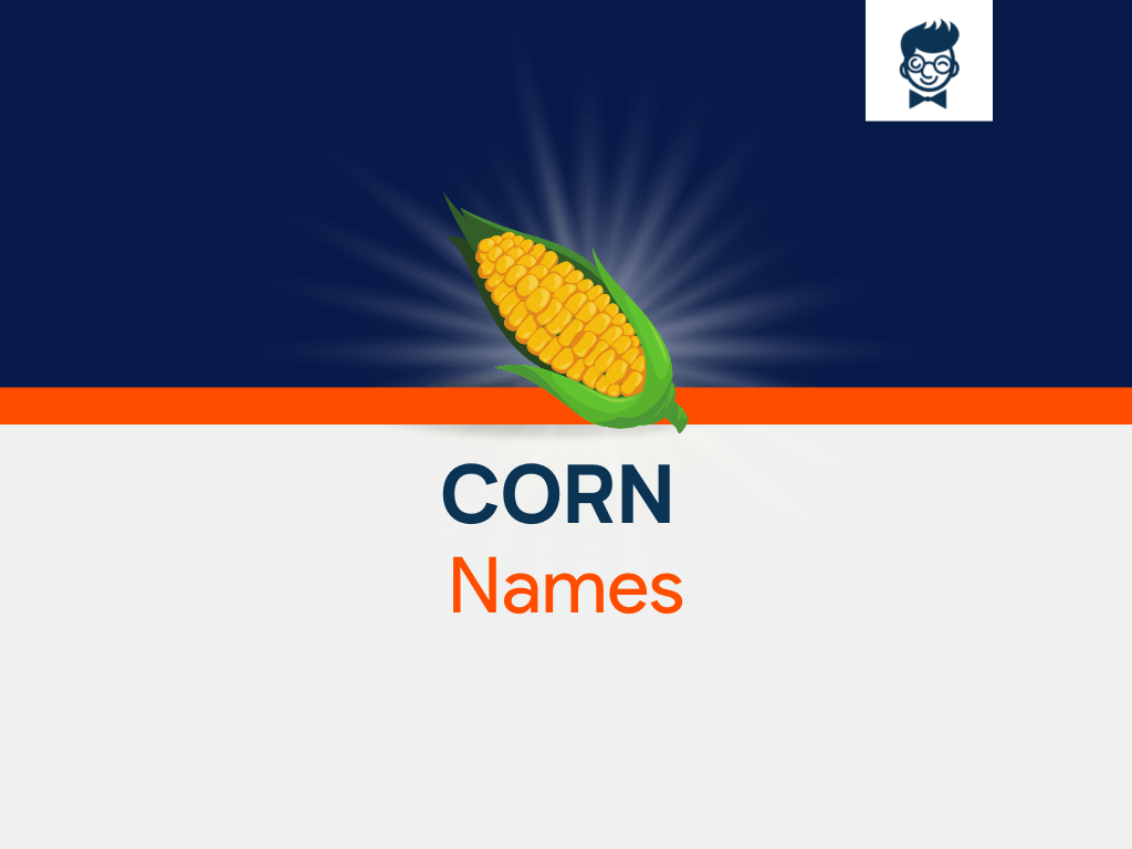 Corn Names 775+ Catchy And Cool Names BrandBoy