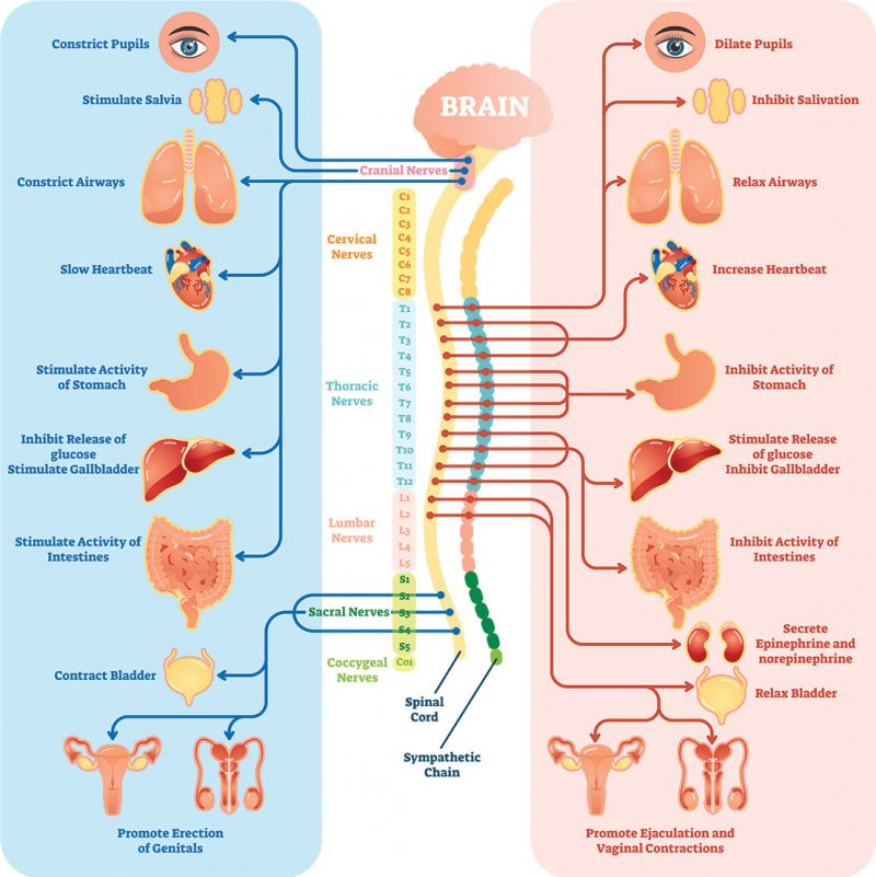 Autonomic Nervous System The Science of Breathing The Breathing Studio
