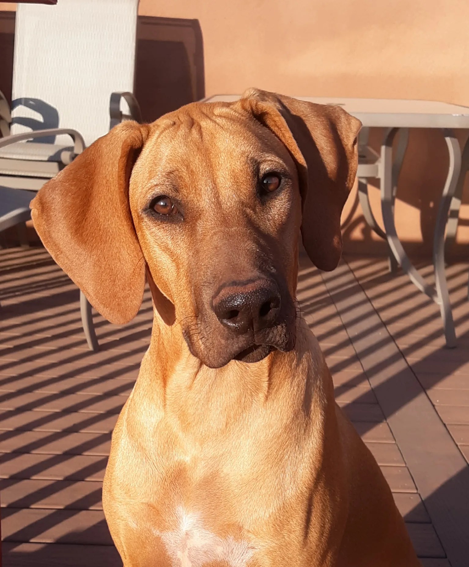 Karen Watson Rhodesian Ridgeback Breeder Veguita, NM US