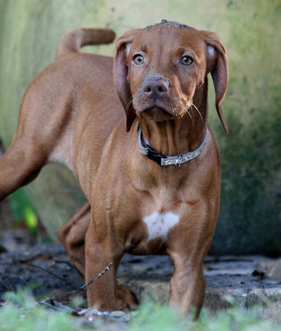 Vizslas and Miniature Apricot Poodle Preview The Breed Project