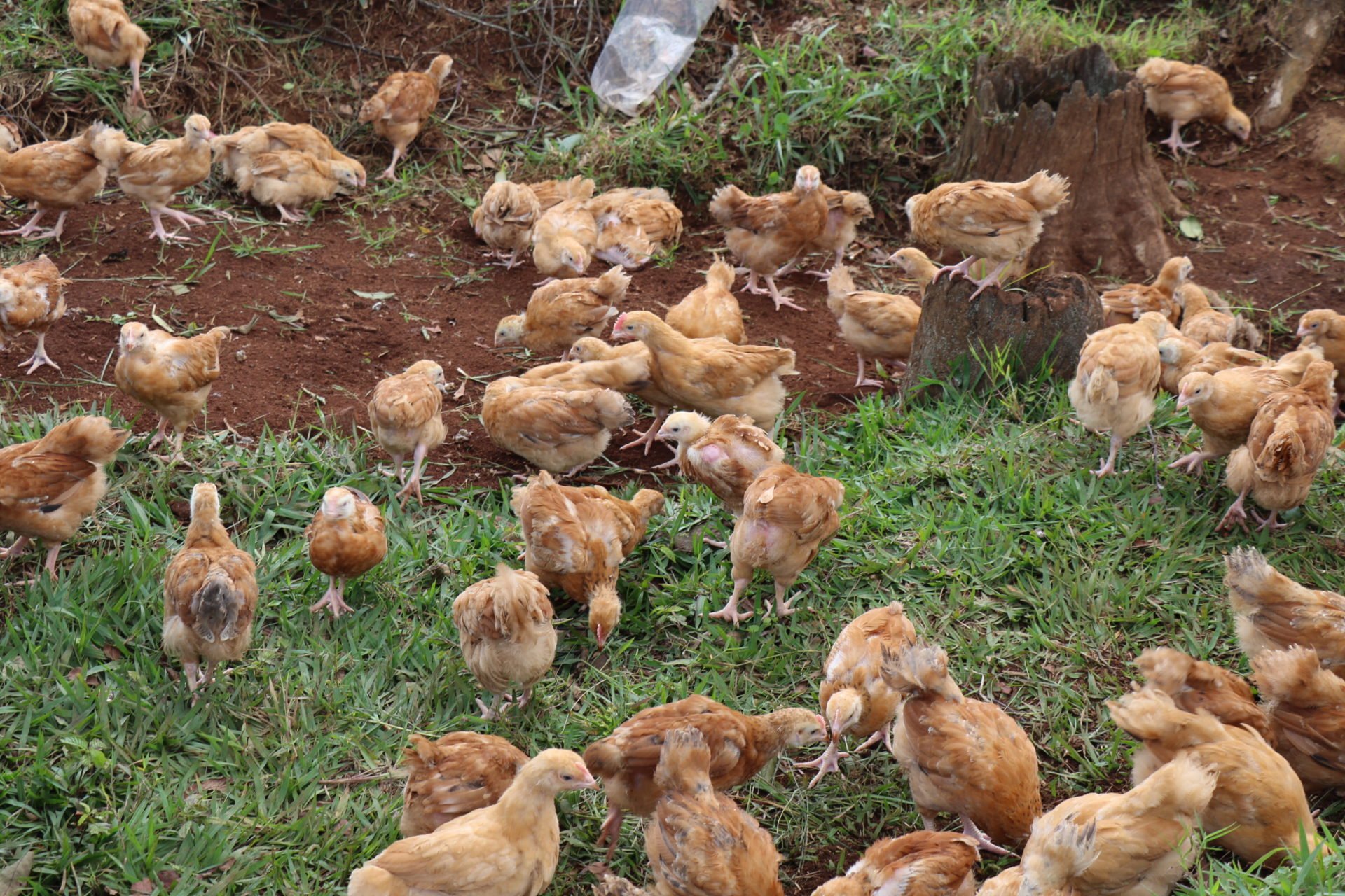 Gahunda yo korozanya inkoko yazamuye imirire myiza