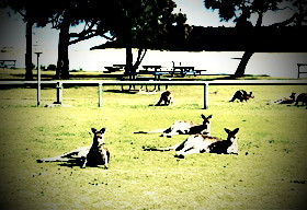 kangaroos causing reservoir