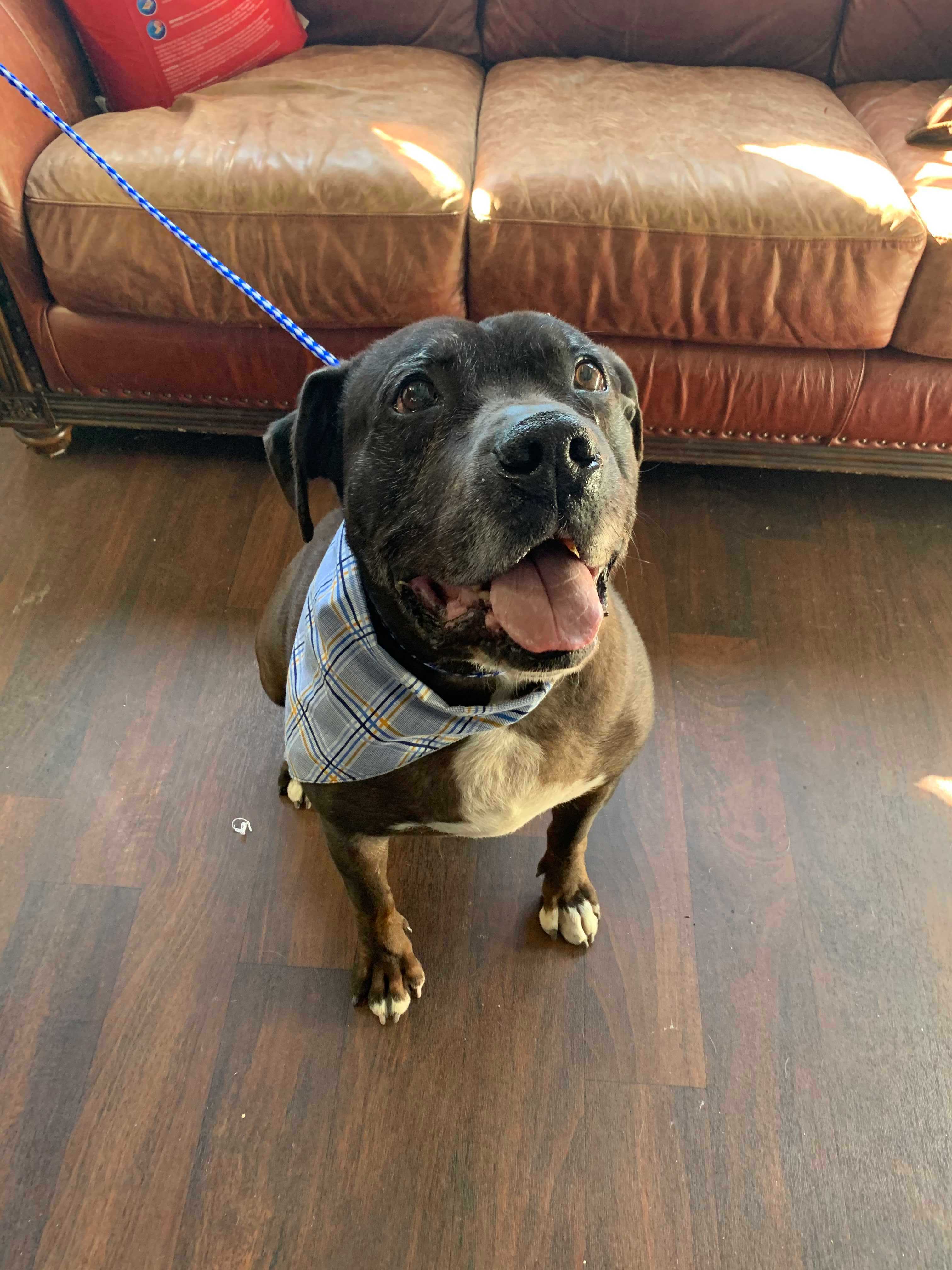 brightside humane society