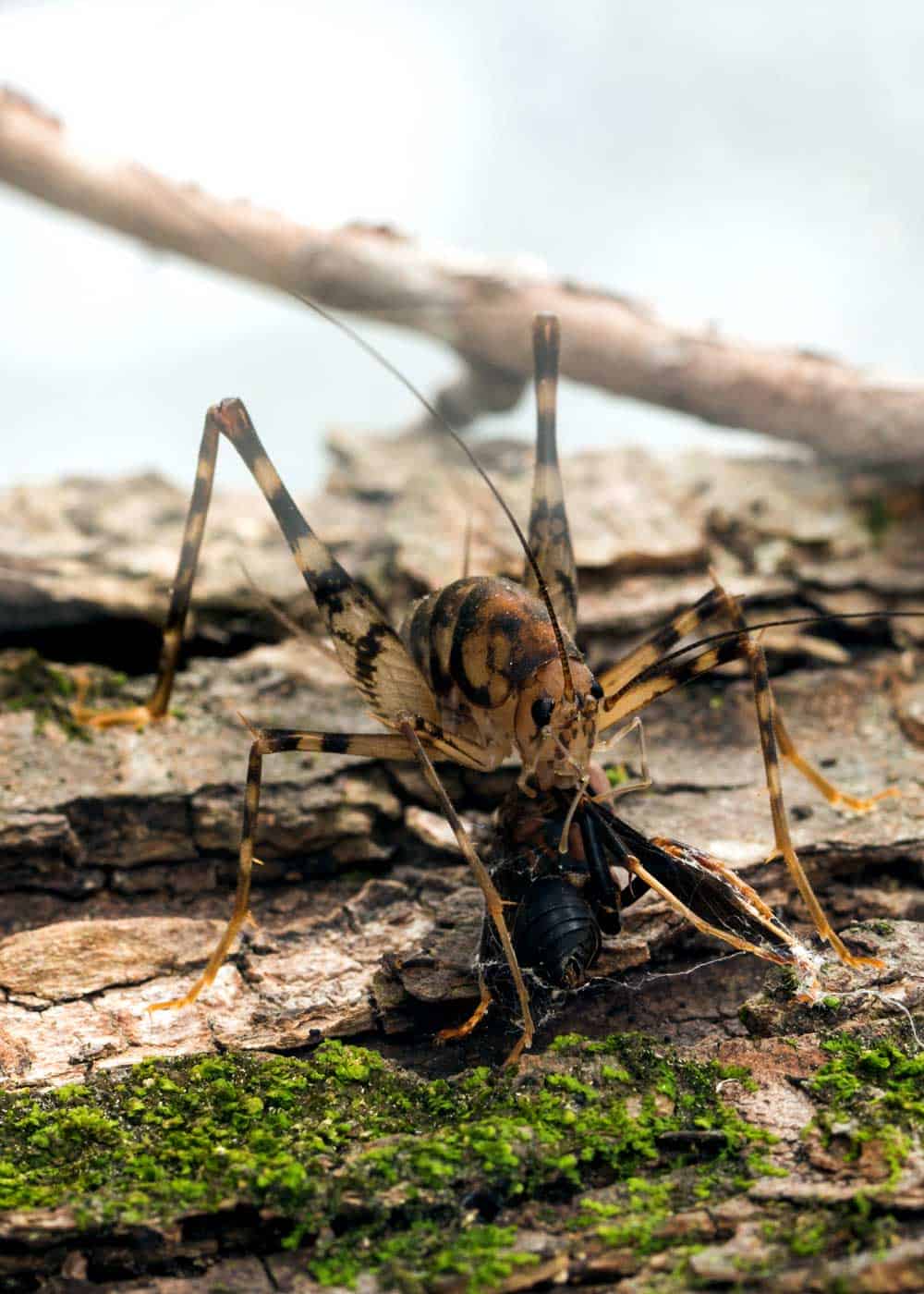 Are Camel Crickets Dangerous? Risks of Cave and Spider Crickets at Home