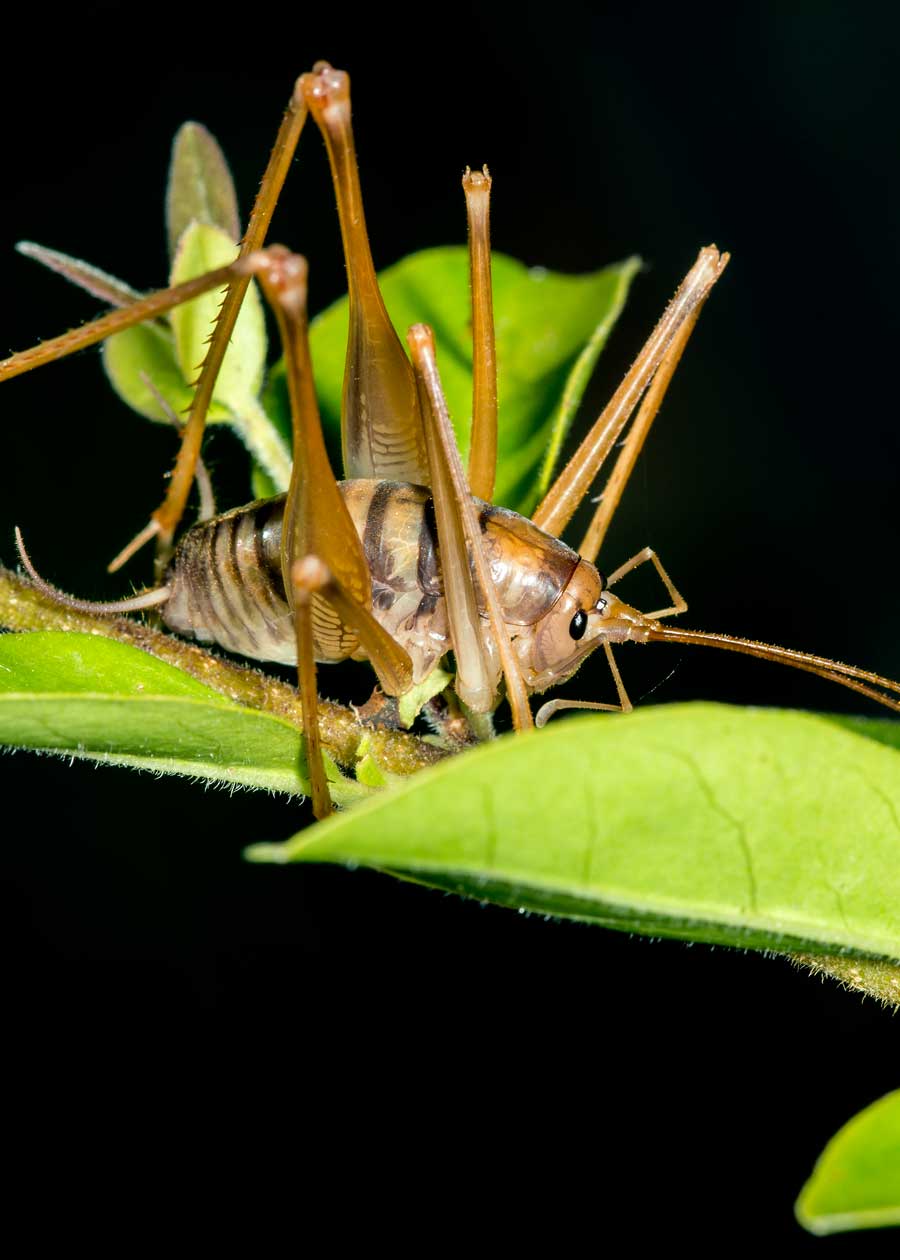 Are Camel Crickets Dangerous? Risks of Cave and Spider Crickets at Home