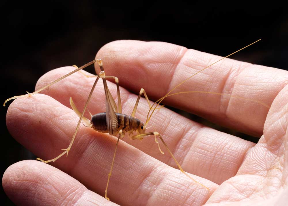 Camel Cricket Guide (23 Things to Know) Cave & Spider Crickets » The