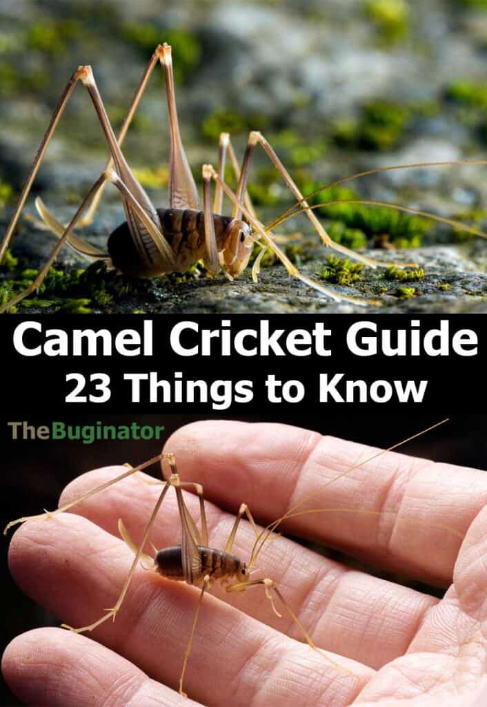Camel Cricket Guide (23 Things to Know) Cave & Spider Crickets » The