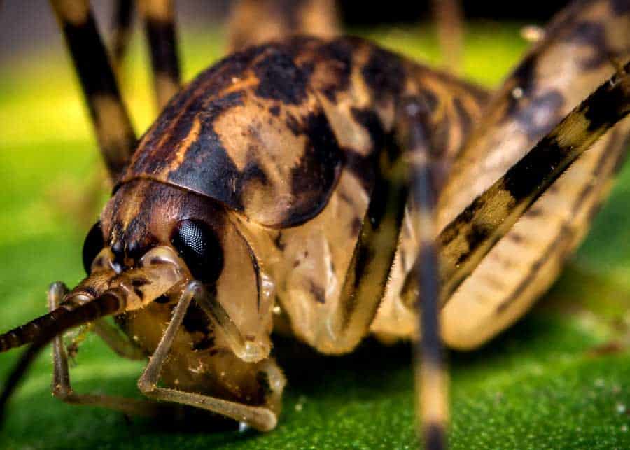 Camel Cricket Guide (23 Things to Know) Cave & Spider Crickets » The