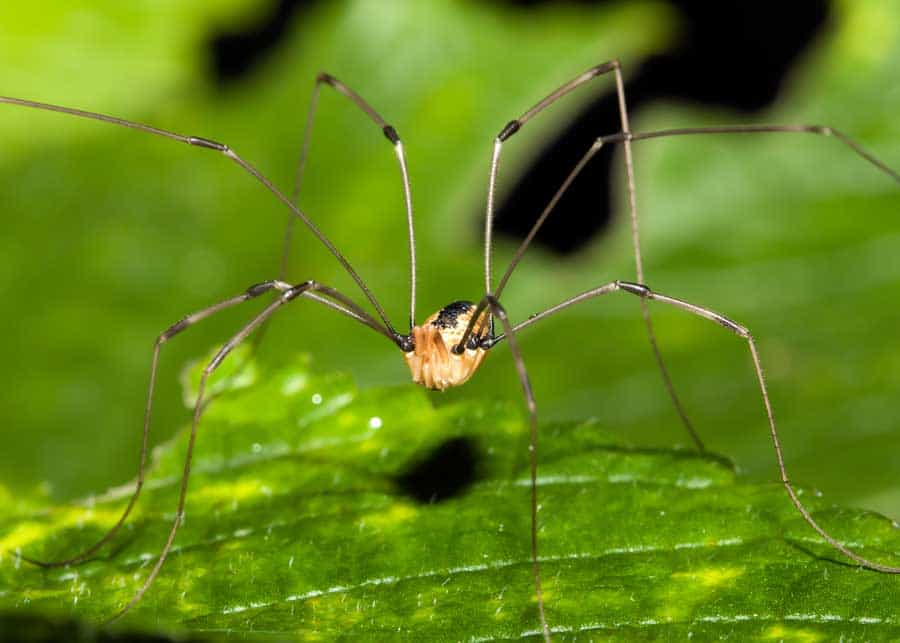 Do Only Spiders Have 8 Legs? 11 Types of 8Legged Animals