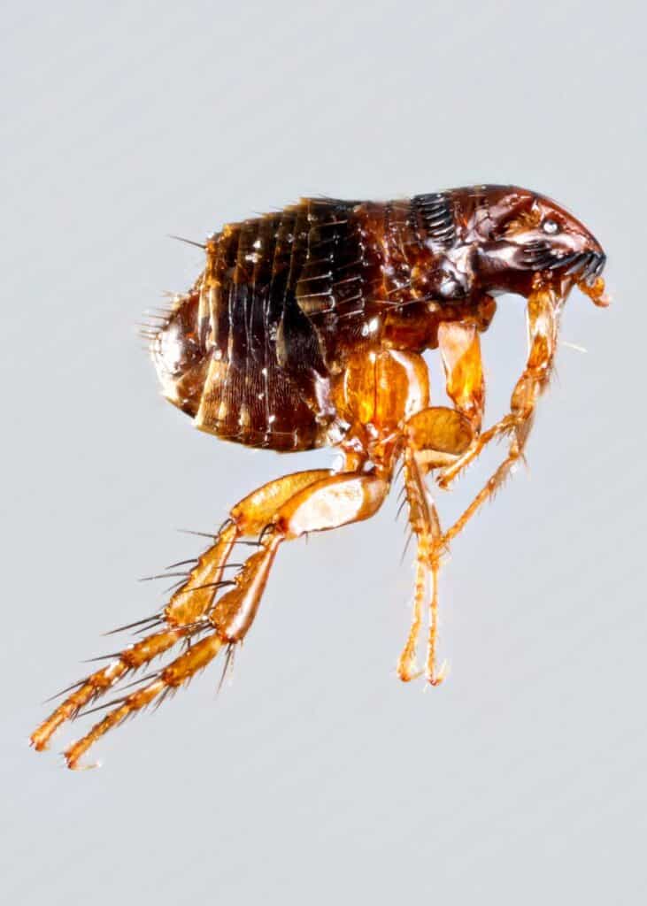 Do Fleas Have Wings? How Fleas Get Around (+7 Bugs That Look Like Fleas