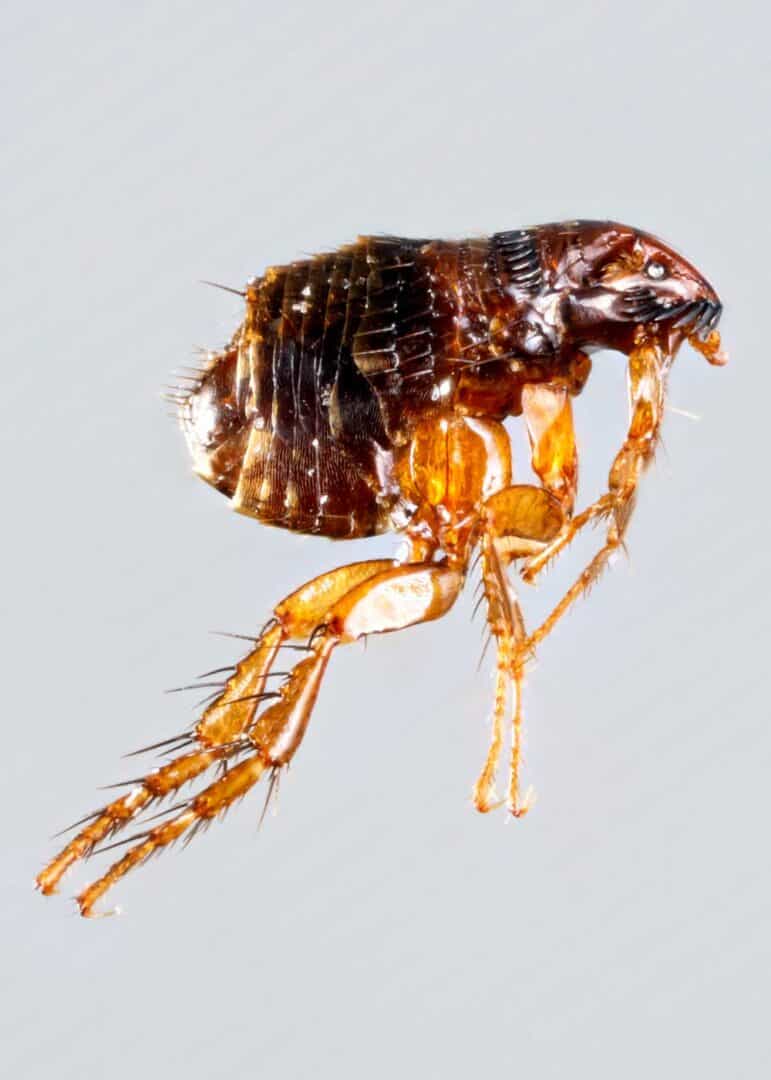 Do Fleas Have Wings? How Fleas Get Around (+7 Bugs That Look Like Fleas