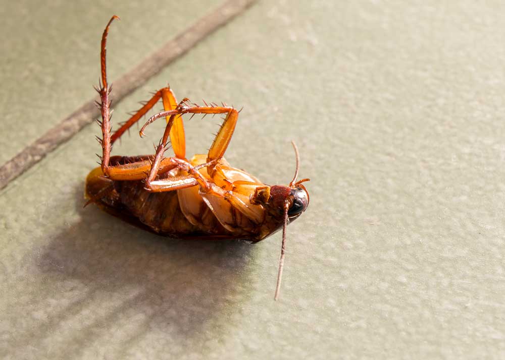 Does Peppermint Oil Repel Roaches? How to Mix, Apply, Toxicity » The