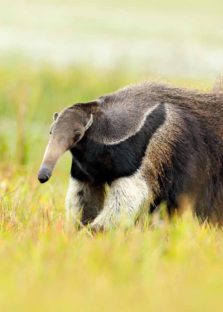 28 Animals That Eat Ants Natural Ant Predators (Mammals, Birds