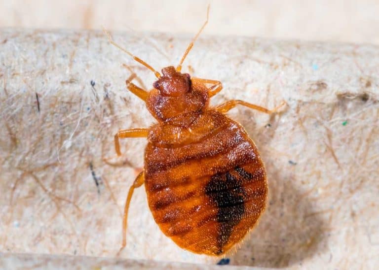 How to Find Bed Bugs During the Day (6 Tactics) Get Rid of Them » The