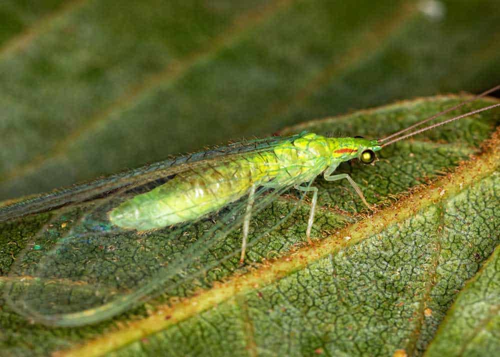 12 Insect Predators Beneficial Insects, Spiders, Other Arthropods