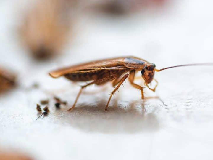 Cockroach Eggs Homeowner Guide (16 Things Size, Appearance, Hatch) 🪰