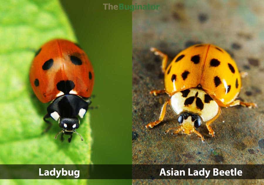 Asian Lady Beetles Could They Harm Your Dog