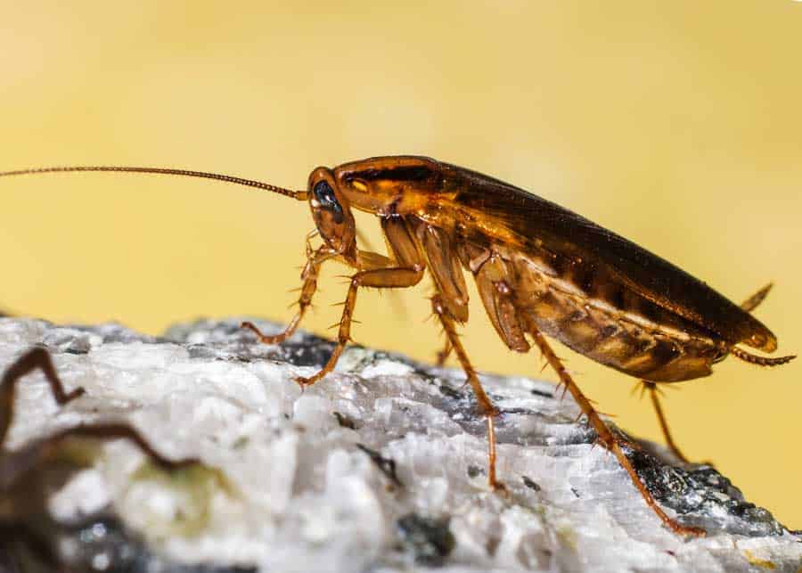 4,600 Types of Cockroaches Guide to Different Roach Compared » The