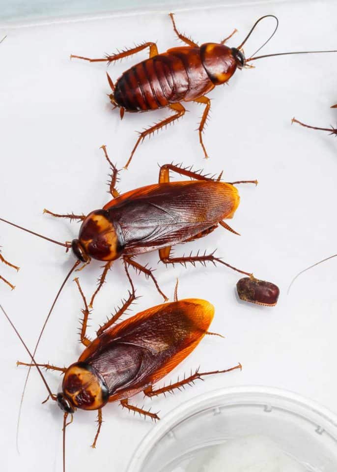 Cockroach Eggs Homeowner Guide (16 Things Size, Appearance, Hatch) » The Buginator
