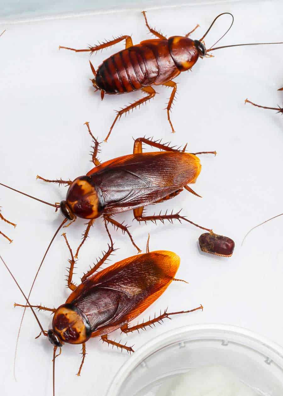 Cockroach Eggs Homeowner Guide (16 Things Size, Appearance, Hatch