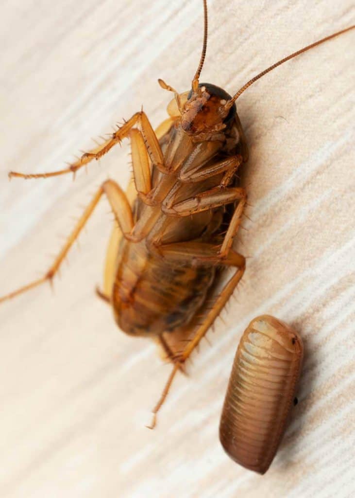 Cockroach Eggs Homeowner Guide (16 Things Size, Appearance, Hatch) 🪰 The Buginator