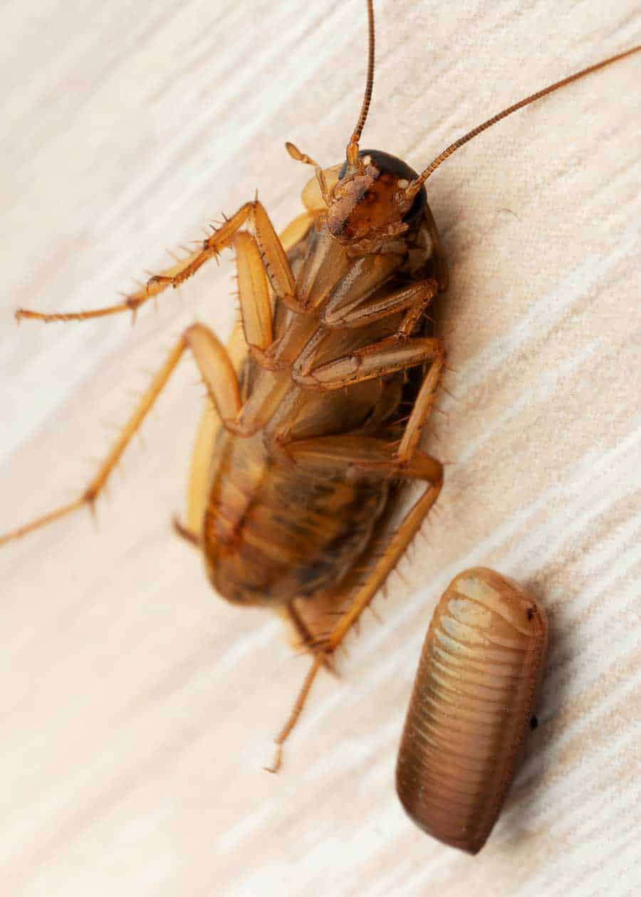 Cockroach Eggs Homeowner Guide (16 Things Size, Appearance, Hatch