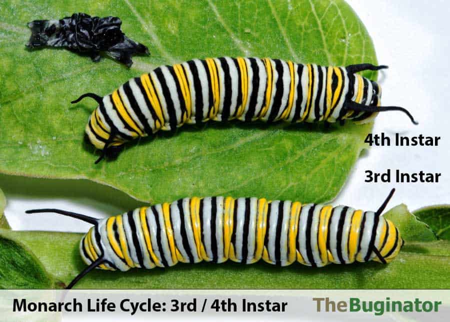 Monarch Life Cycle 4 Stages / 5 Instars (Photos + Video) 🪰 The Buginator