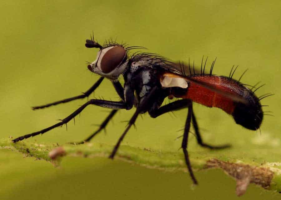Tachinid Fly vs Monarch 9 Things to Know (Eggs, Larvae) 🪰 The Buginator