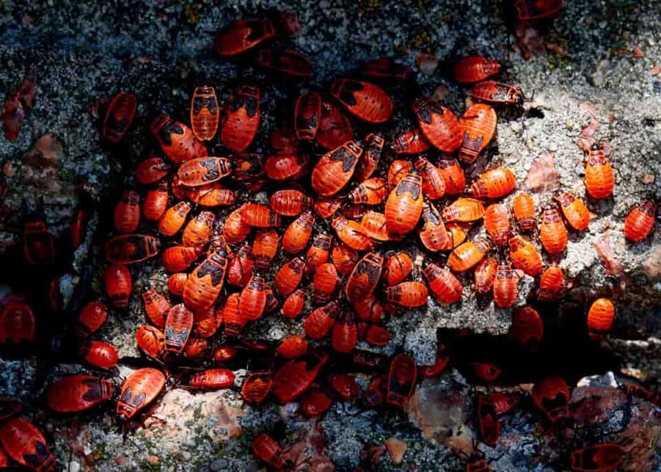 Do Insects Have Blood? Guide to Bug's Hemolymph & Circulatory System