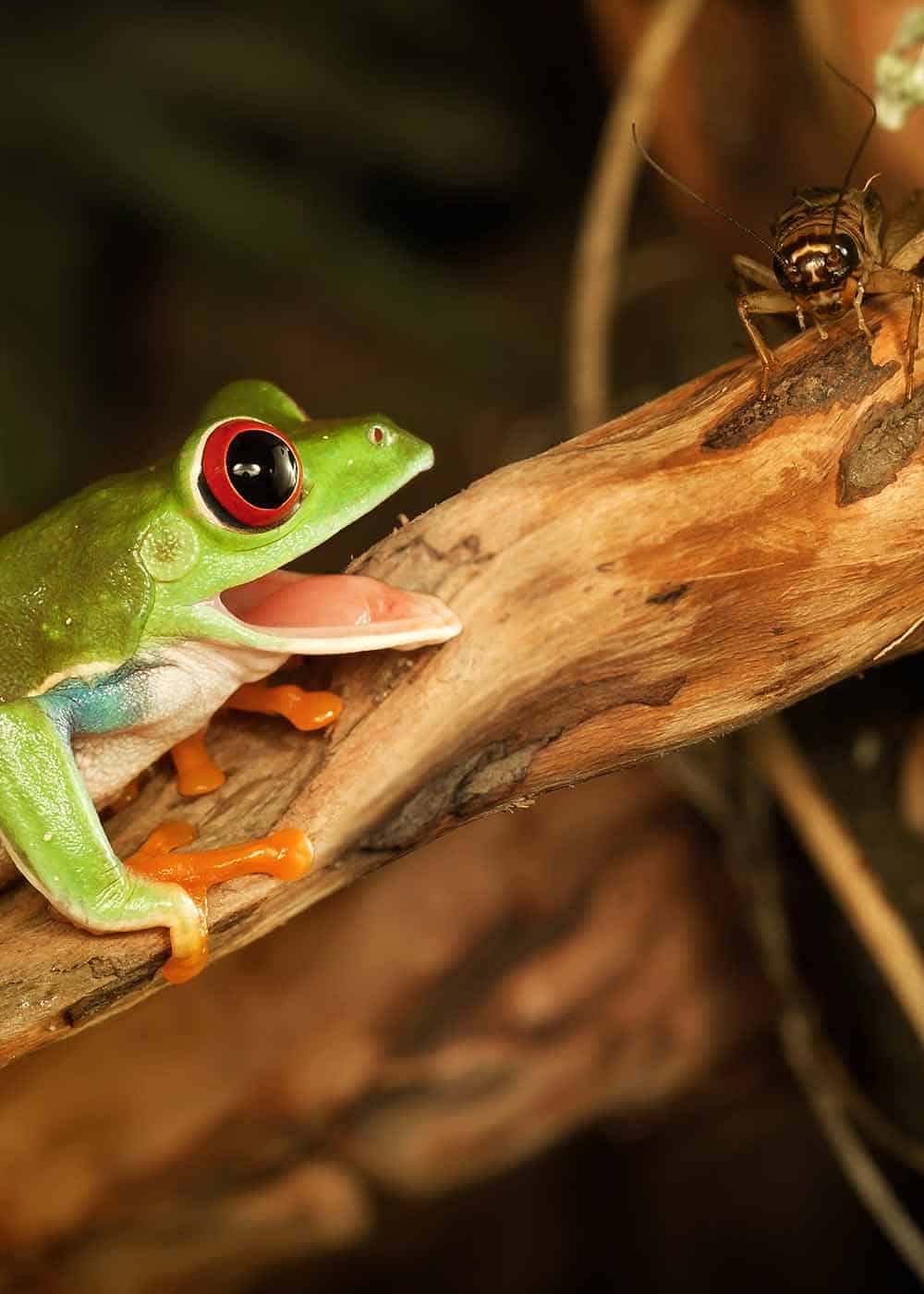 What Eats Crickets? 12 Common Cricket Predators (Frogs, Spiders, Birds
