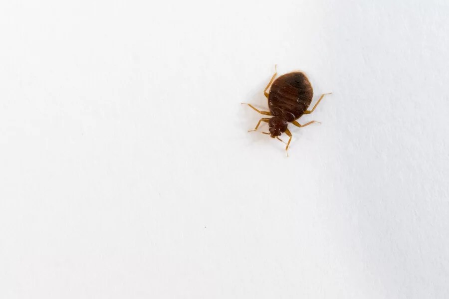 Snug as a Bed Bug in a Rug Tips for Dealing with Bed Bugs The Bug Man