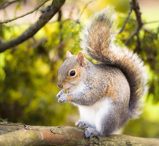 Can Squirrel Diseases Transmit to Humans?