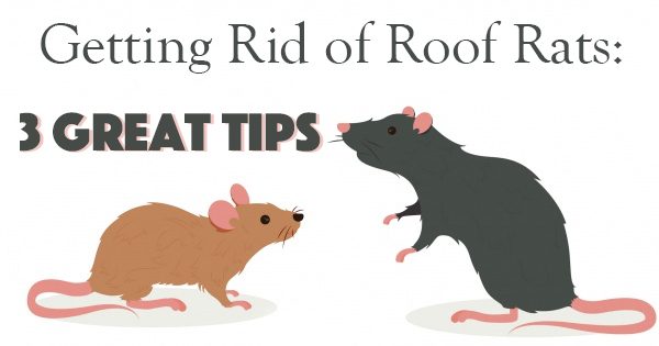 Best Way To Get Rid Of Roof Rats In Attic Image Balcony and Attic