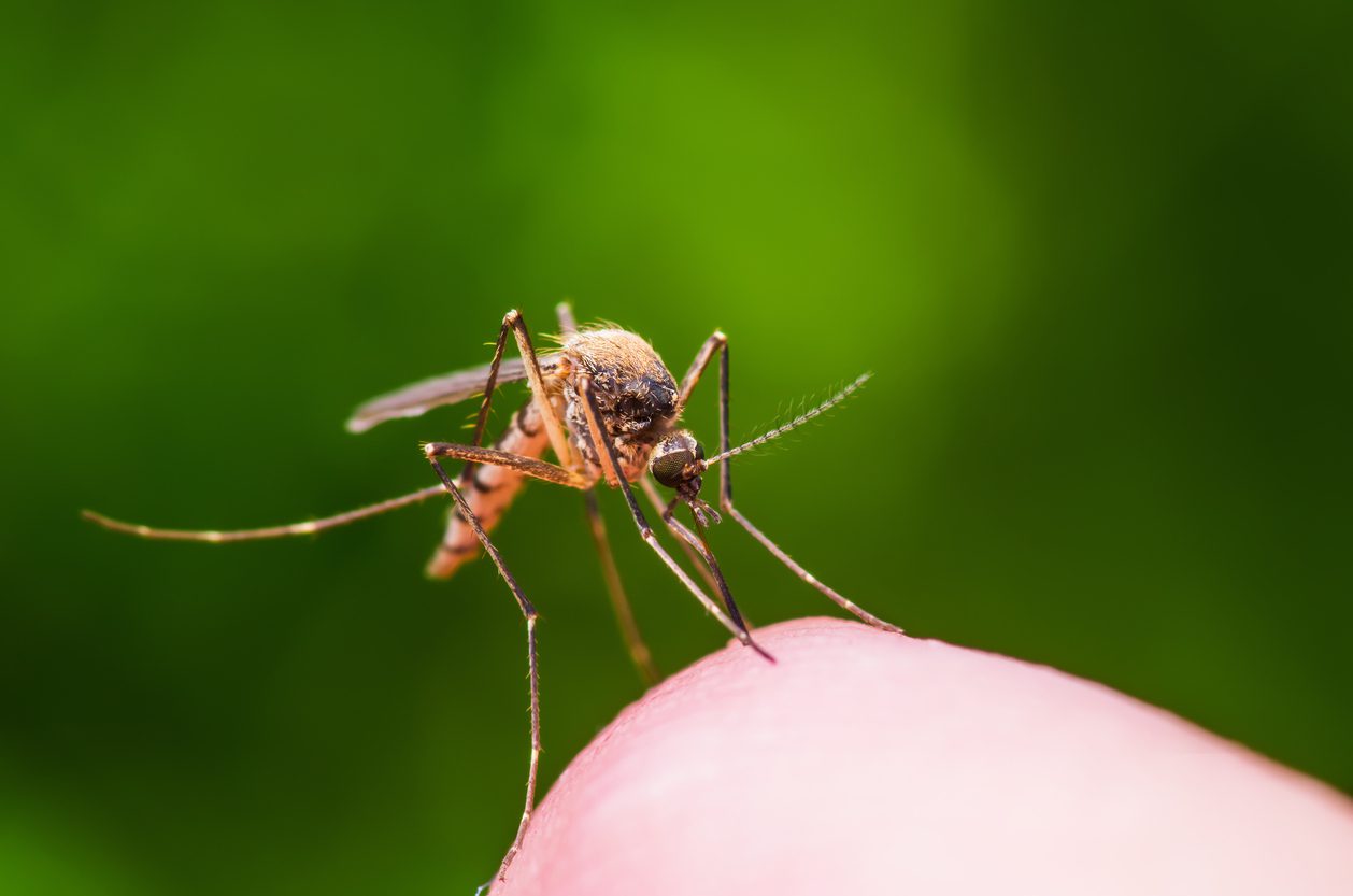 The Mosquito Life Cycle The Bug Master