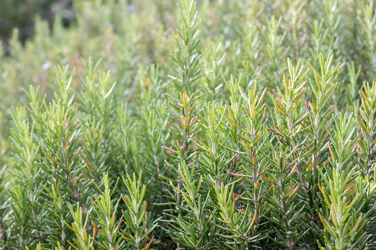 8 Mosquito Repellent Plants The Bug Master