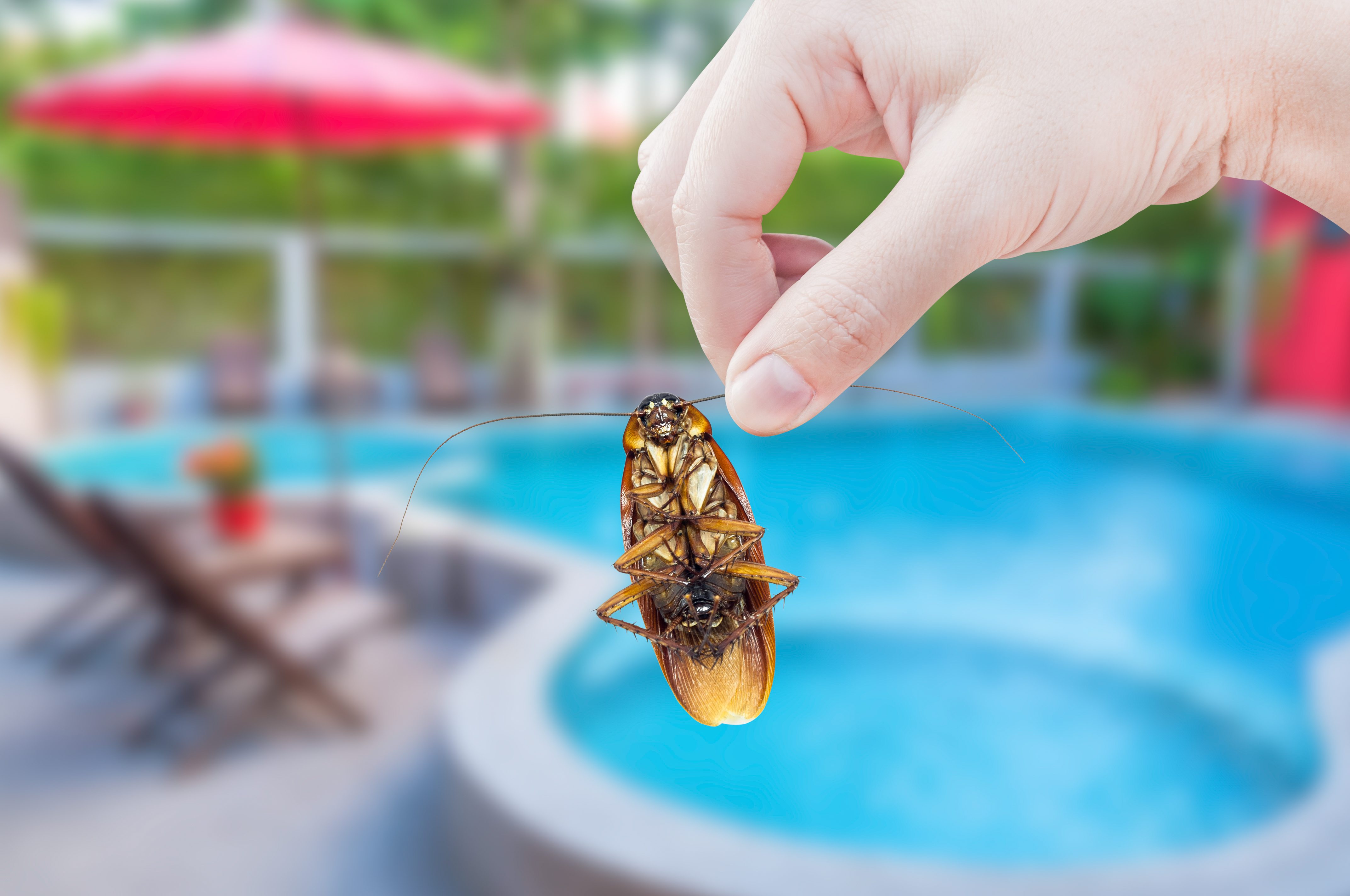 Hotel Pest Control The Bug Master Pest Control and Disinfecting