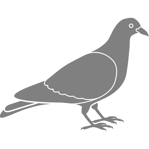 Rodent and Wildlife Control in Austin, TX The Bug Master Pest Control