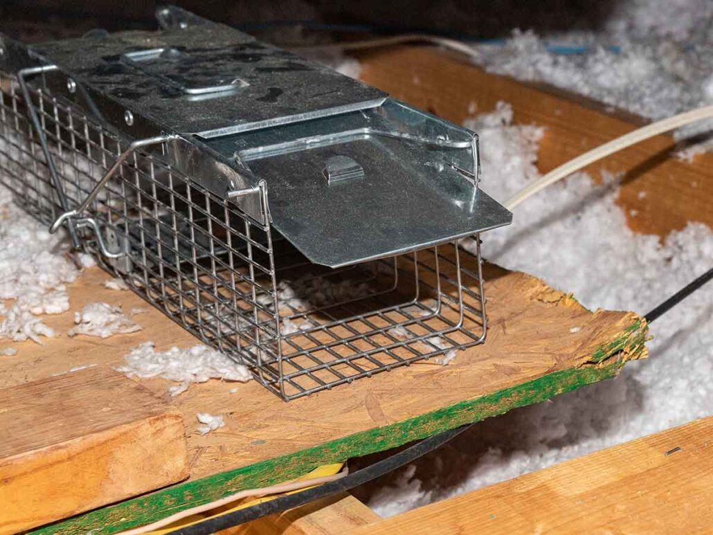 How To Get Rid Of Squirrels In The Attic The Bug Master Pest Control