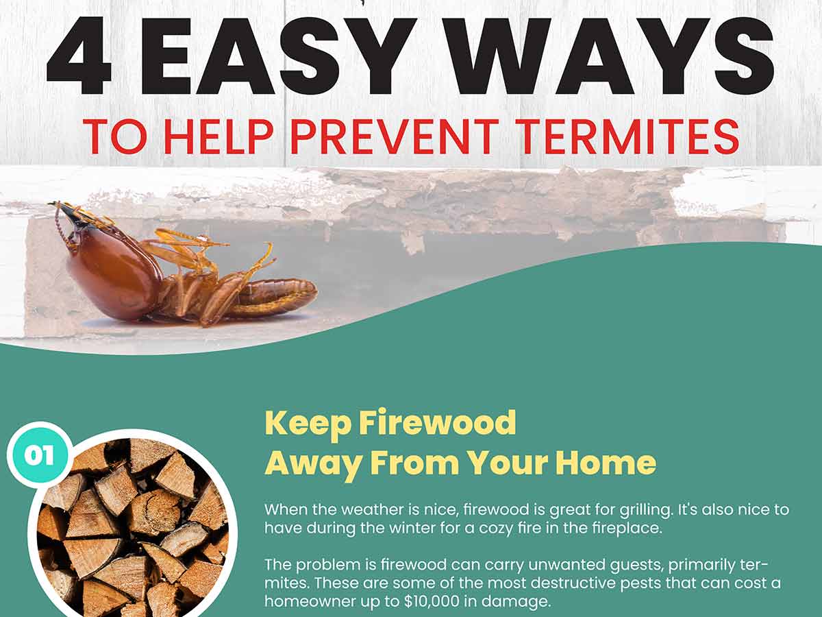 Infographic 4 Easy Ways To Prevent Termites At Home The Bug Master