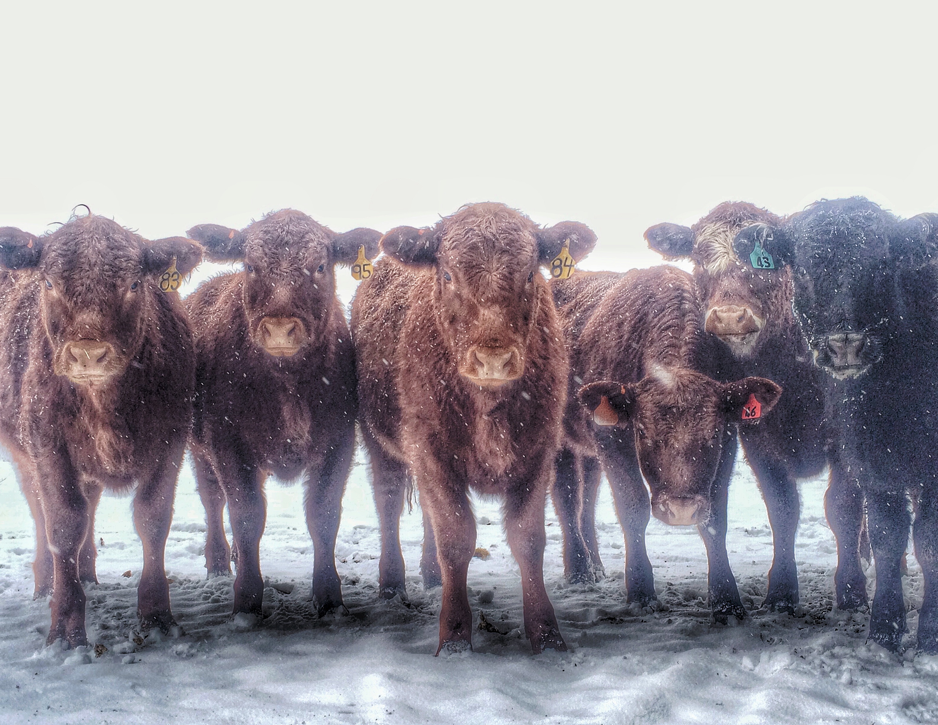 Sagebrush Sam and the Census Man Bunkhouse Chronicle