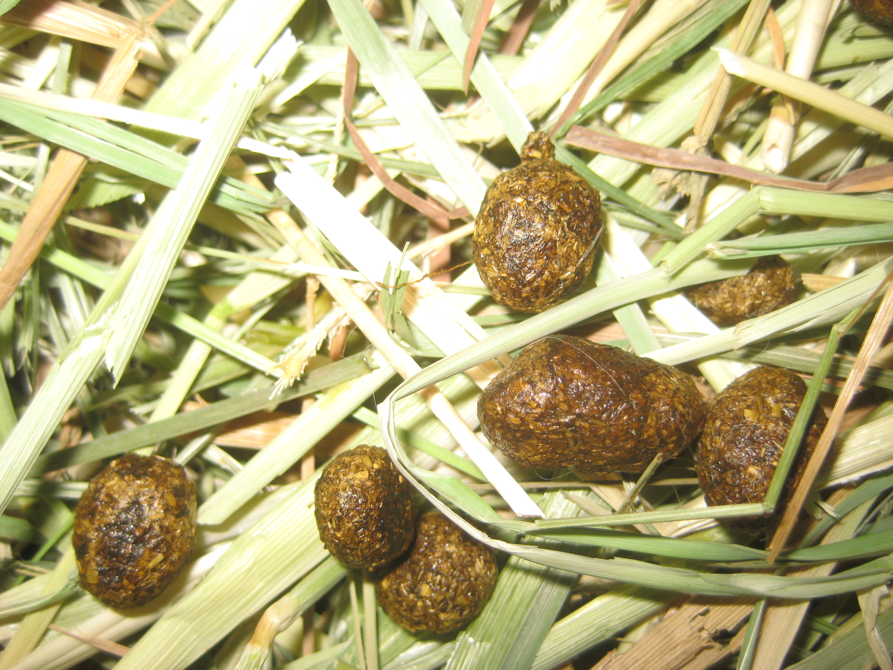 MegaColon poop The Bunny Guy Blogs On House Rabbits