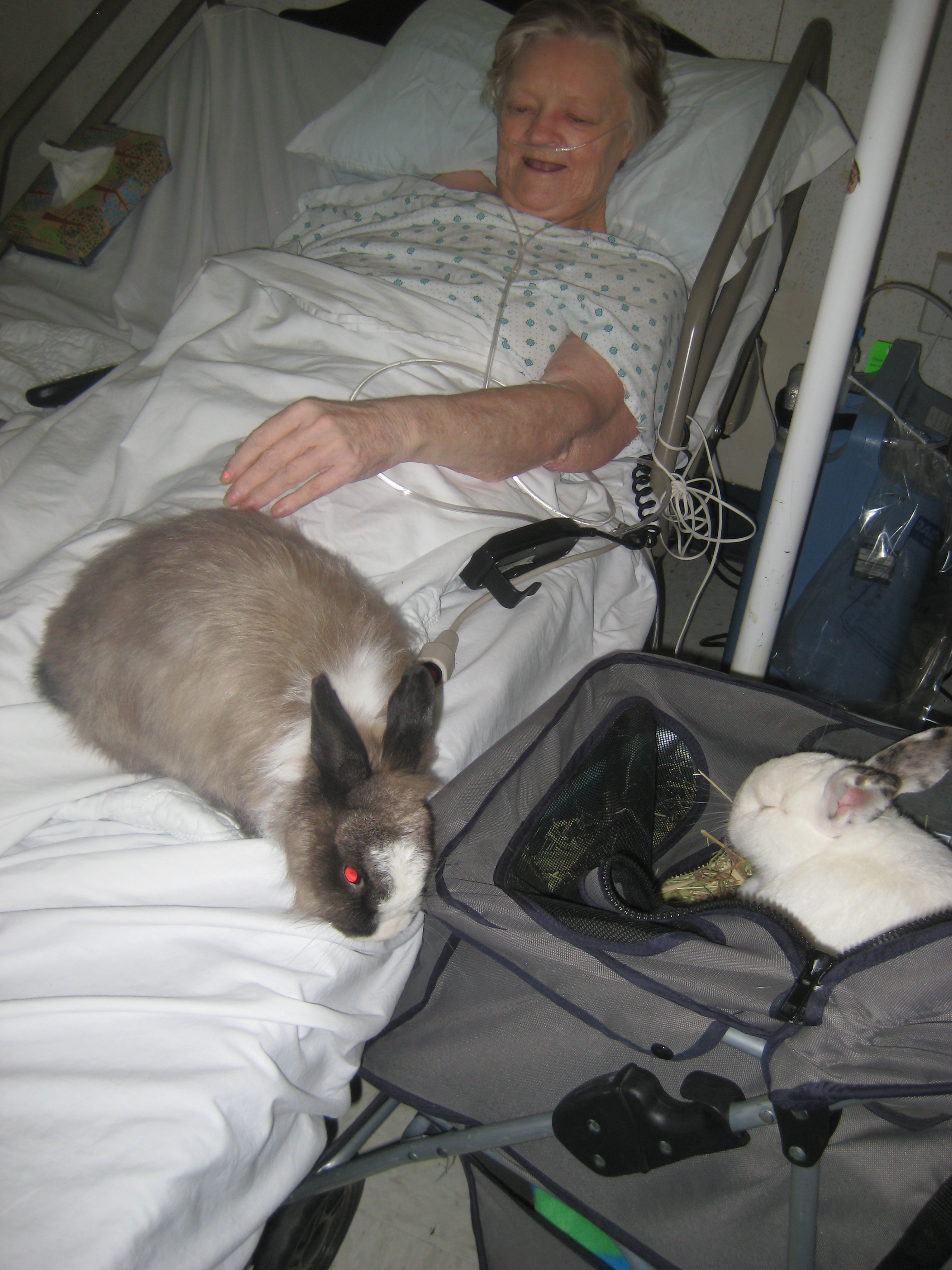 Therapy Rabbits Bring Smiles The Bunny Guy Blogs On House Rabbits