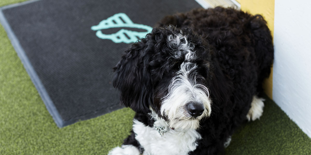 Top Five DogFriendly Activities in Vancouver The Burrard