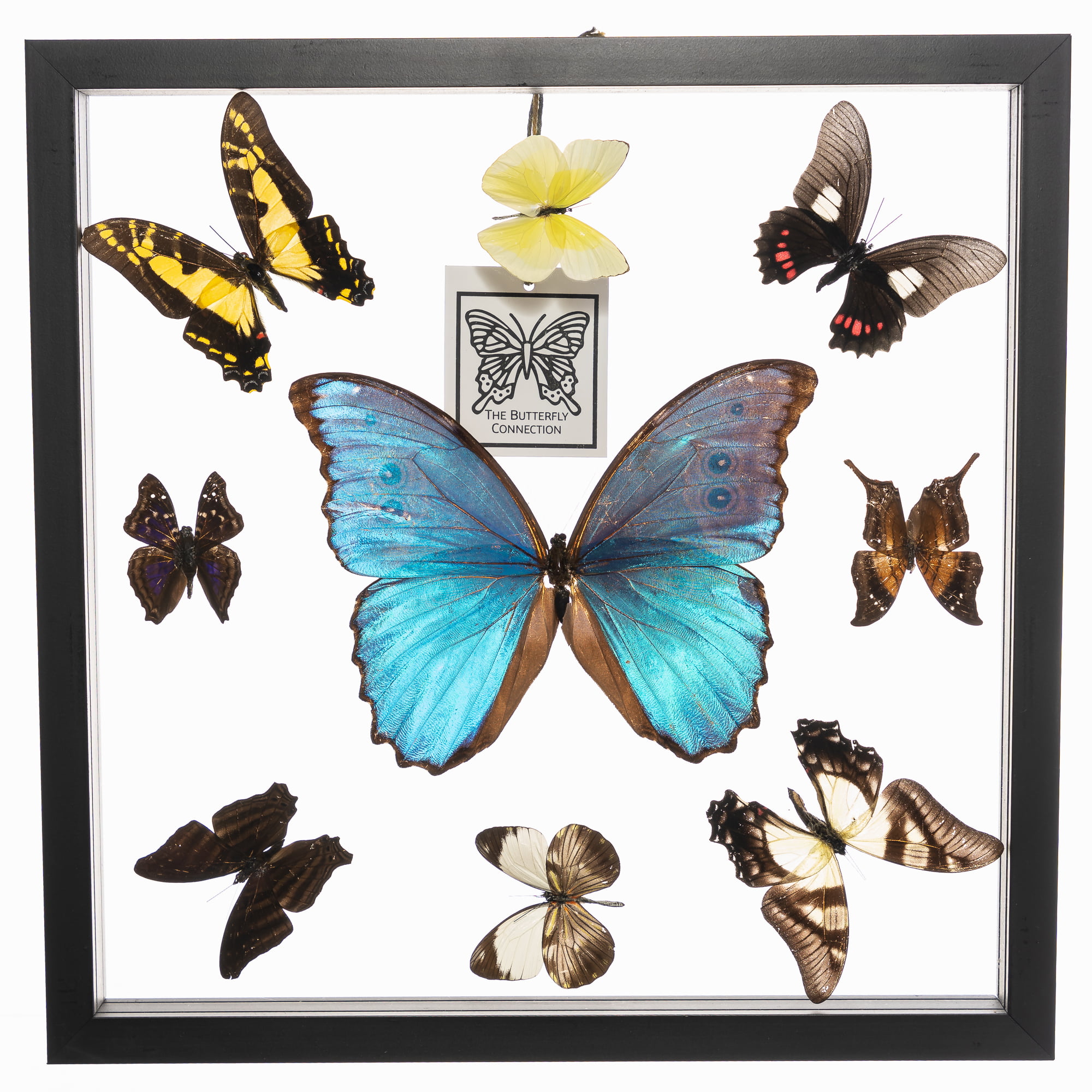 Real Butterfly Framed Wall Art Free Shipping 9 Count Real Framed