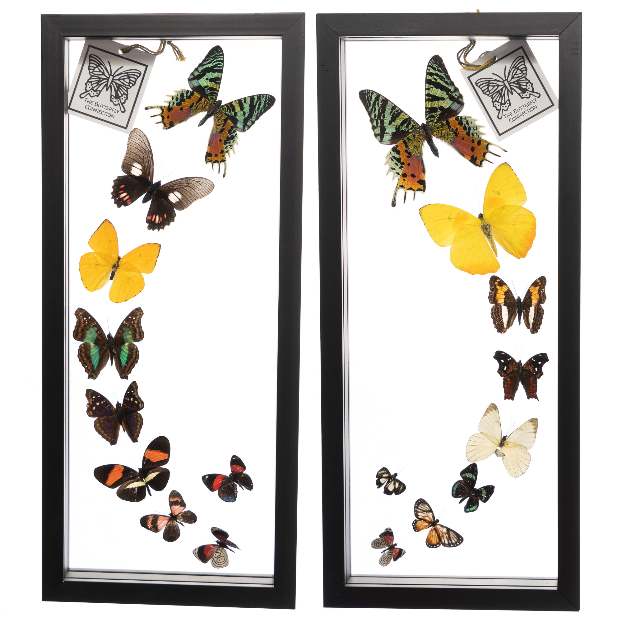 Real Butterfly Framed Wall Art Free Shipping 18 Count Real Framed