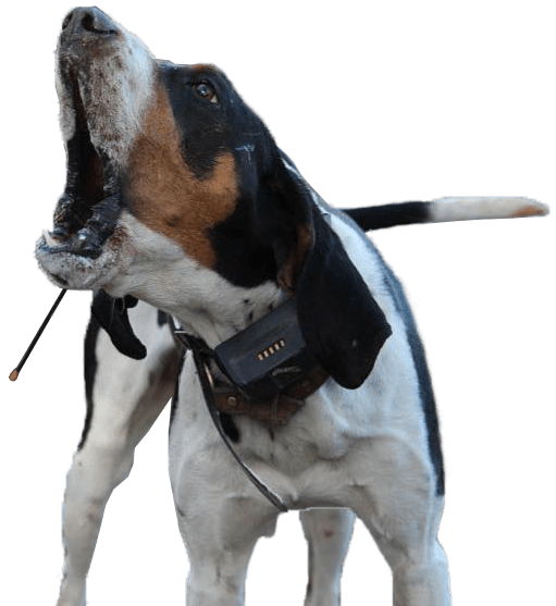 The Buzzard's Roost Garmin GPS Alpha Collars